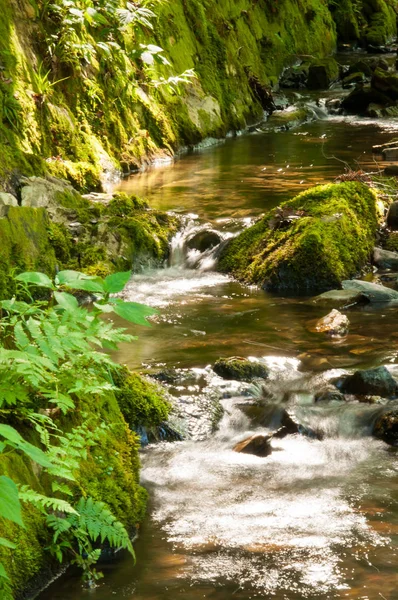 Ruisseau Boisé Cascade Sur Chemin Rivière — Photo