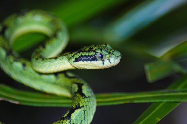 Beyaz wagleri yeşil yaprakları üzerinde closeup