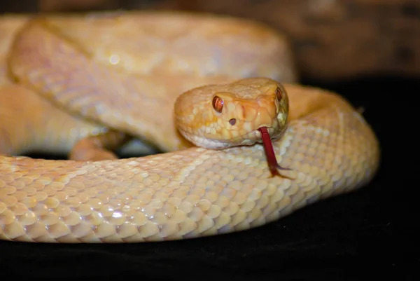 Coiled Albino Oriental Diamondback Cascavel — Fotografia de Stock