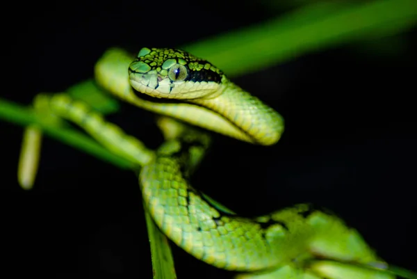 Trimeresurus Wagleri Zwoje Gotowa Strajku — Zdjęcie stockowe