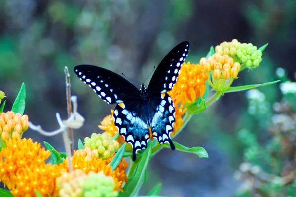 A Spicebush Swallowtail butterfly stops on a butterfly bush with wings open wide
