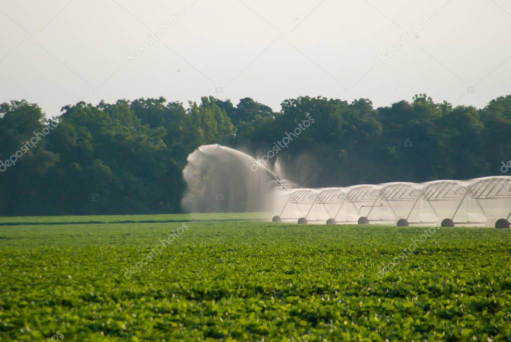 Crop is getting irrigated in the hot summer sun