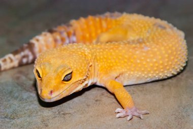 Turuncu leopar gecko taş parçası üzerinde