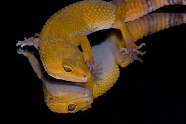 Albino leopar gecko yansıması siyah arka plan ile