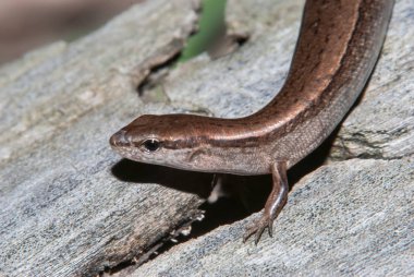 Zemin Skink gece zaman bir oturum