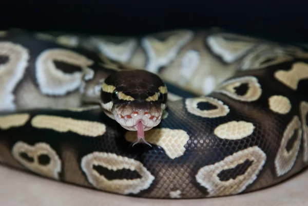 Mojave Ball Python Krøllet Sammen Svirp Sin Tunge - Stock-foto