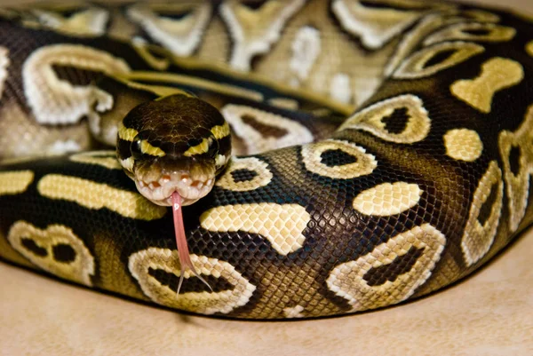 Mojave Ball Python Rychlých Pohybů Jeho Jazyk — Stock fotografie