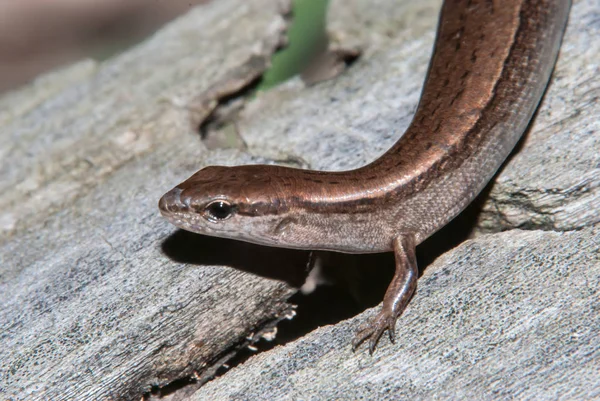 Zemin Skink gece zaman bir oturum