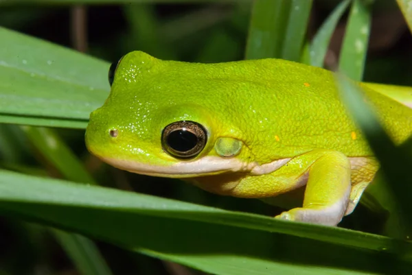 Portrait Rapproché Une Rainette Verte — Photo