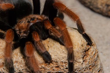 Meksikalı kırmızı bacak Tarantula bir kayanın üzerinde