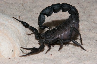 Siyah akrep kuyruğu sokmak için hazır ile