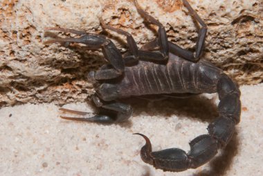 Tan taş tarafında siyah akrep