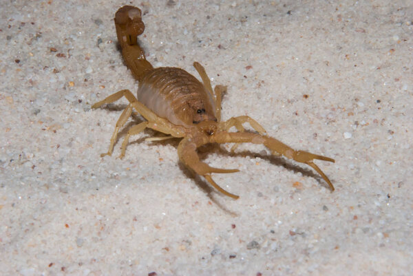 A brown scorpion on sand walking toward camera