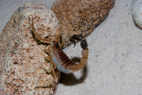 Kahverengi akrep tan kaya tarafı yukarı tarama