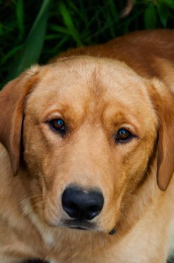 Golden retriever köpek portresi yakından