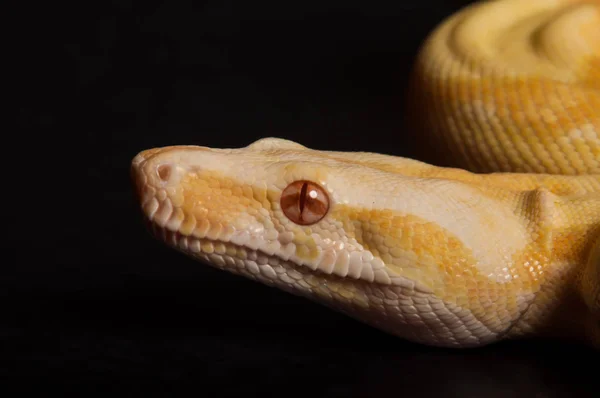 Retrato Perto Albino Boa — Fotografia de Stock