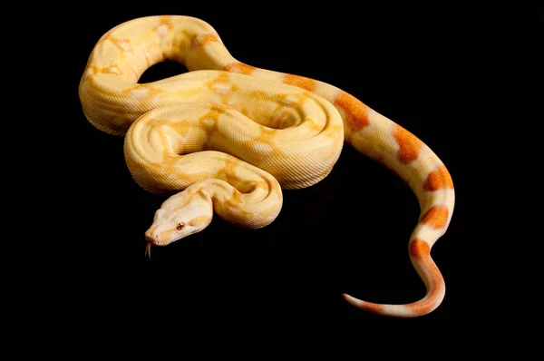 Fuld Krop Skudt Albino Boa Sort Baggrund - Stock-foto