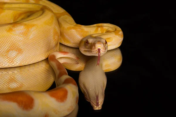 Uma Imagem Close Albino Boa Espelho Com Fundo Preto — Fotografia de Stock