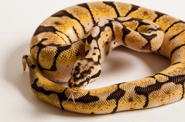 Uma Metamorfose Abelha Python Bola Sobre Fundo Branco — Fotografia de Stock