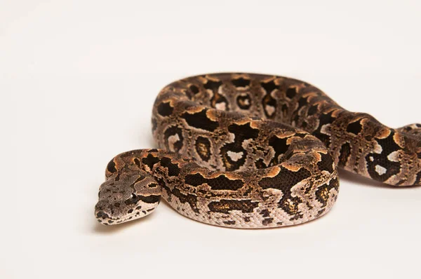 Barevné Boa Constrictor Bílém Pozadí — Stock fotografie