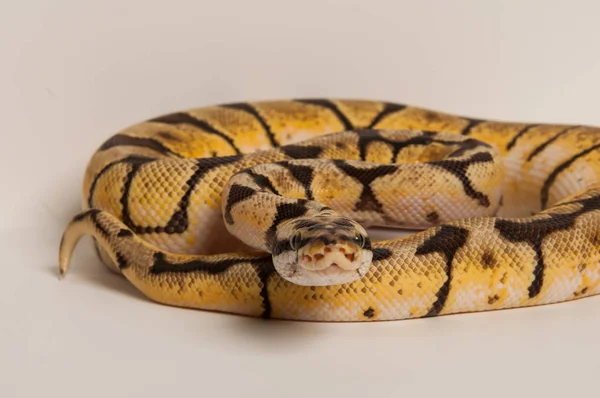 Bir Top Python Beyaz Bir Arka Plan Karşı Kıvrılmış — Stok fotoğraf