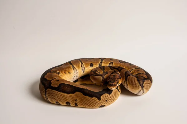 Clown Morph Ball Python Auf Weißem Hintergrund — Stockfoto