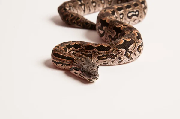一只蟒蛇在白色背景下面对相机 — 图库照片