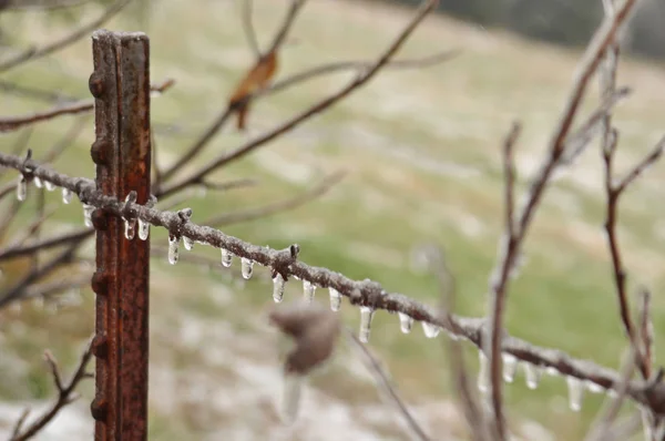 Ice sickles hanging from barbed wire fence