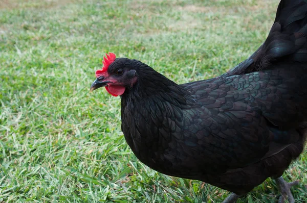 A black chicken looks for bugs in the grass
