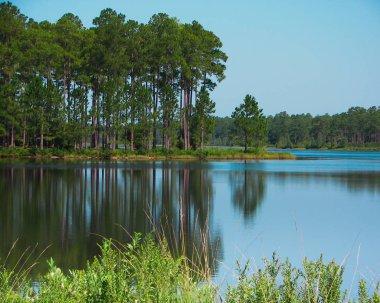 Ağaçlar bir gölün el değmemiş mavi sularını çevreler.