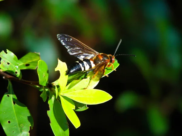 Bir Yaprağın Üzerinde Kalan Eşek Arısı Tipi Böcek — Stok fotoğraf