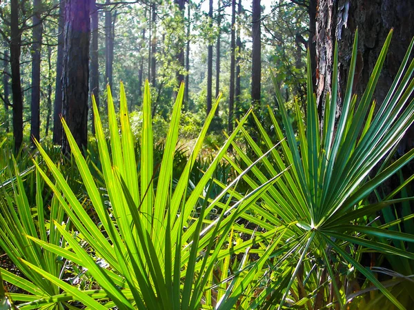 Вид Крупным Планом Пальмовых Листьев Лесу — стоковое фото