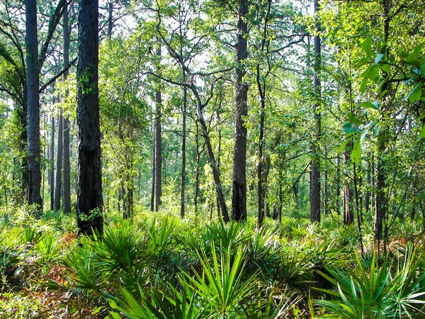 Palmetto Είδε Γραμμή Του Δάσους Μια Καλοκαιρινή Μέρα — Φωτογραφία Αρχείου