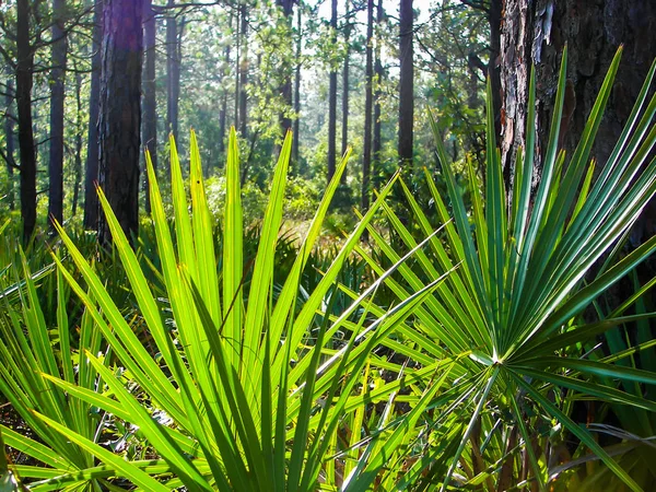 Närbild Bild Sågpalmetto Fronds Skogen Stockfoto