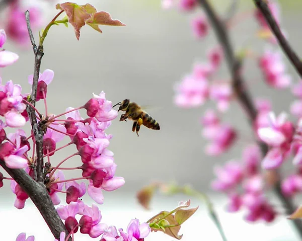 Μέλισσα Που Αιωρείται Στο Λουλούδι Ενός Δέντρου Ερυθρουλούλα — Φωτογραφία Αρχείου