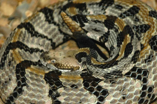 Timmer Rattlesnake Lindade Visar Skallra Stockfoto