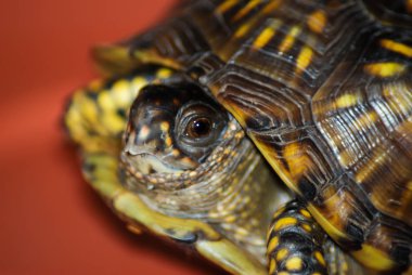 Sağlam bir arka plan ile Utangaç kutu kaplumbağa