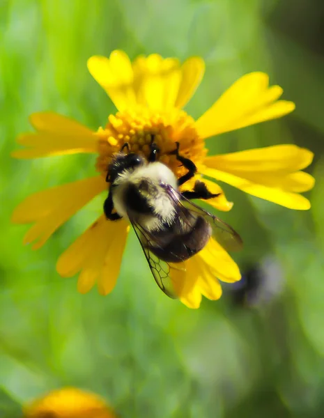 Bumblebee Zatrzymuje Się Żółtym Kwiatem Łące — Zdjęcie stockowe