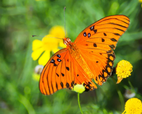 Egy Öböl Fritilláris Pillangó Terjed Szárnyait Sárga Virágok — Stock Fotó