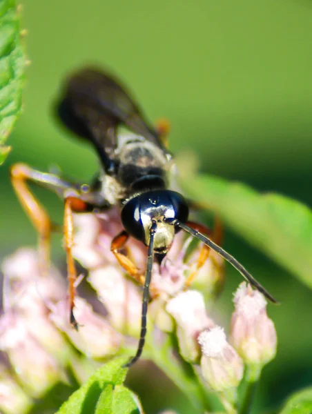 Portrait Wasp Purple Flowers — Stock Photo, Image