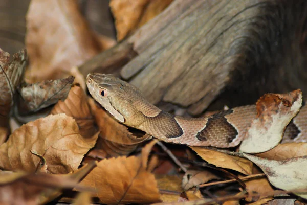 Copperhead Kígyó Közelében Egy Fatörzs Ban Néhány Levél — Stock Fotó