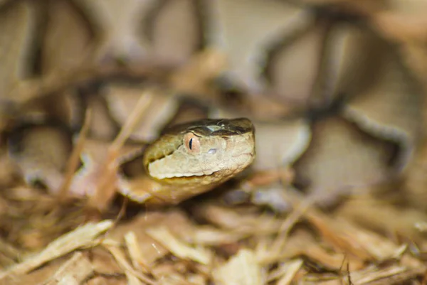 Copperhead Head Focus Body Out Focus — Stock Photo, Image