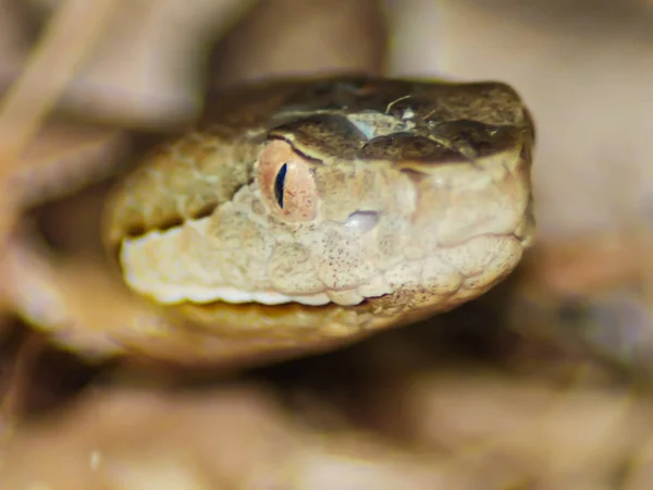 Zavřít Portrét Jižního Copperheadu — Stock fotografie