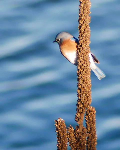 Modrý Pták Sedí Trávě Jezera — Stock fotografie