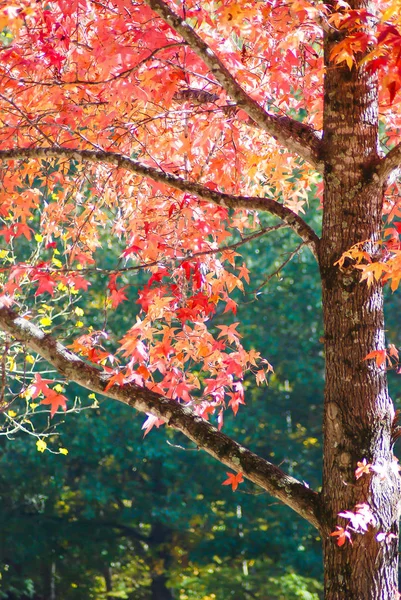 Drzewo Pokryte Czerwonymi Liśćmi Jesienią — Zdjęcie stockowe