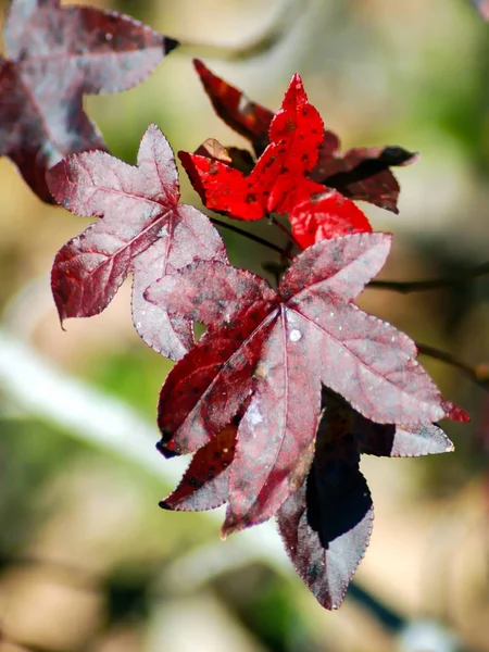 maple leaves change colors in the fall