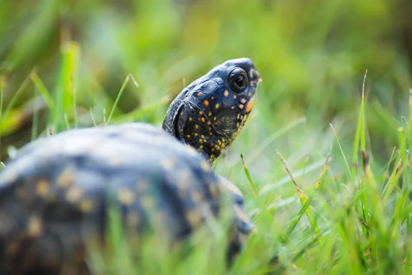 Box Turtle Ser Tillbaka När Han Går Genom Gräset Stockbild