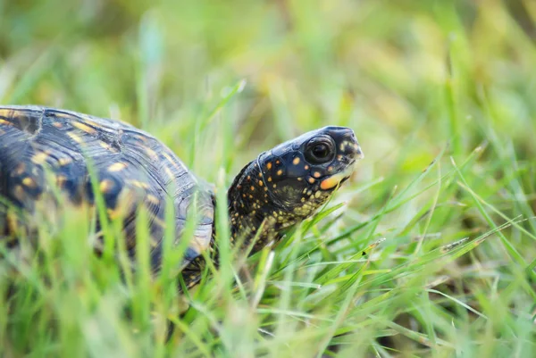 Sidovy Box Sköldpadda Som Han Flyttar Genom Gräset Royaltyfria Stockfoton