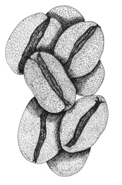 El çizimi kahve çekirdekleri çizimi