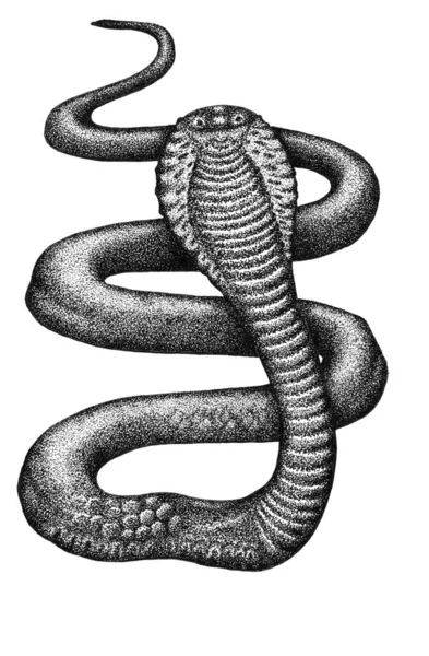 Ink cobra snake on a white — Stock Photo, Image